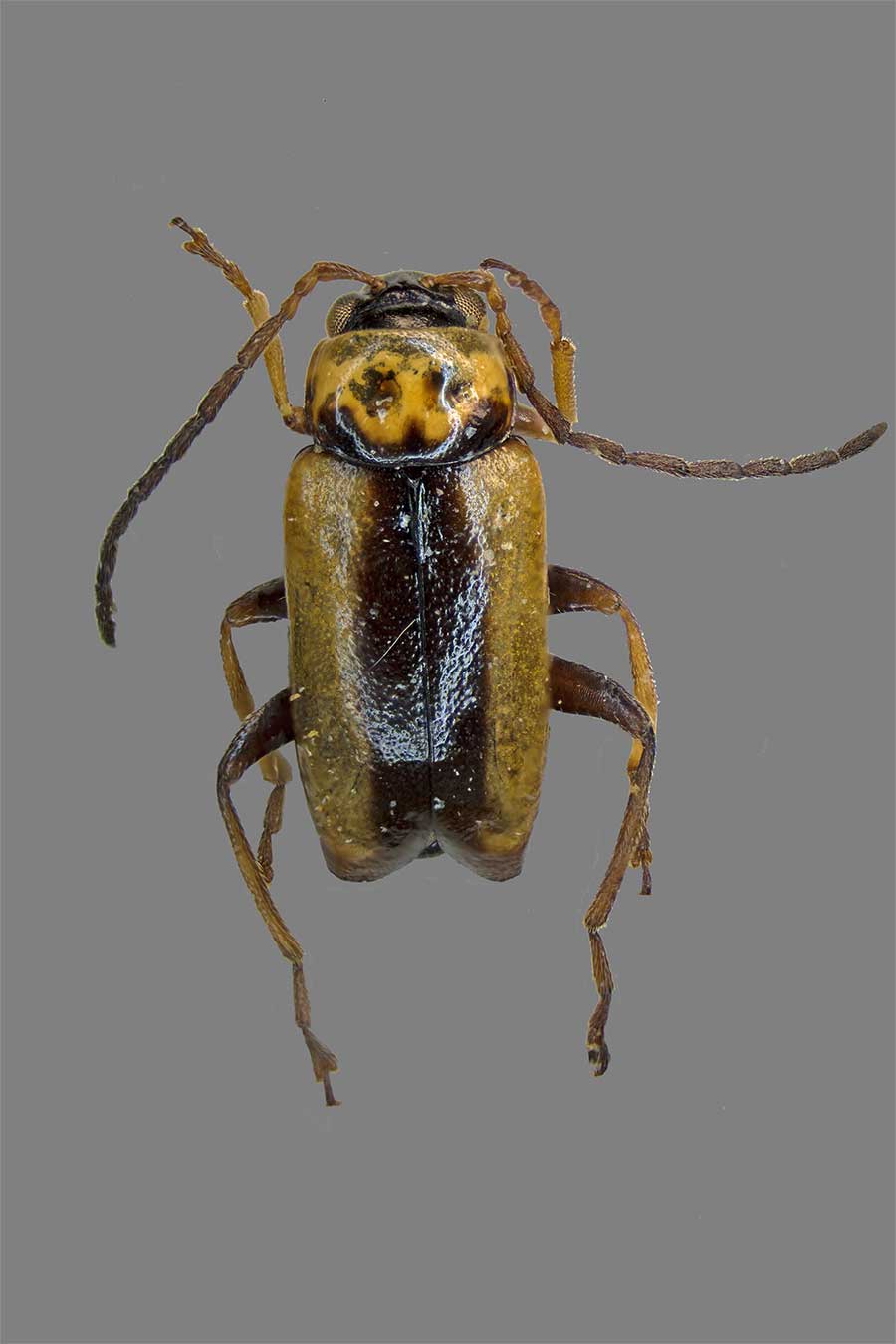 Calomicrus circumfusus
