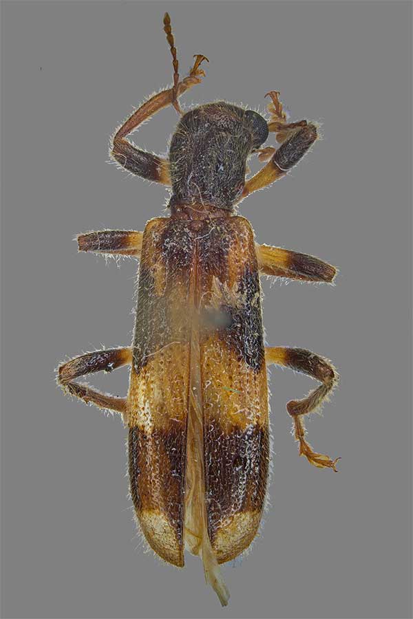 Opilo mollis