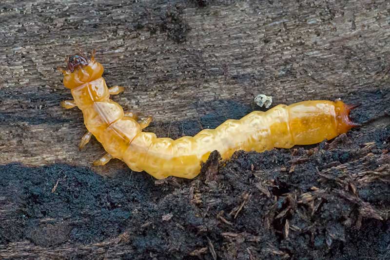 Feuerk�ferlarve Pyrochroa spec.