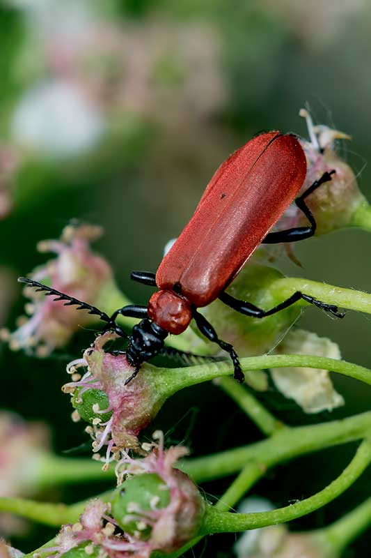 Feuerk�fer Pyrochroa spec.