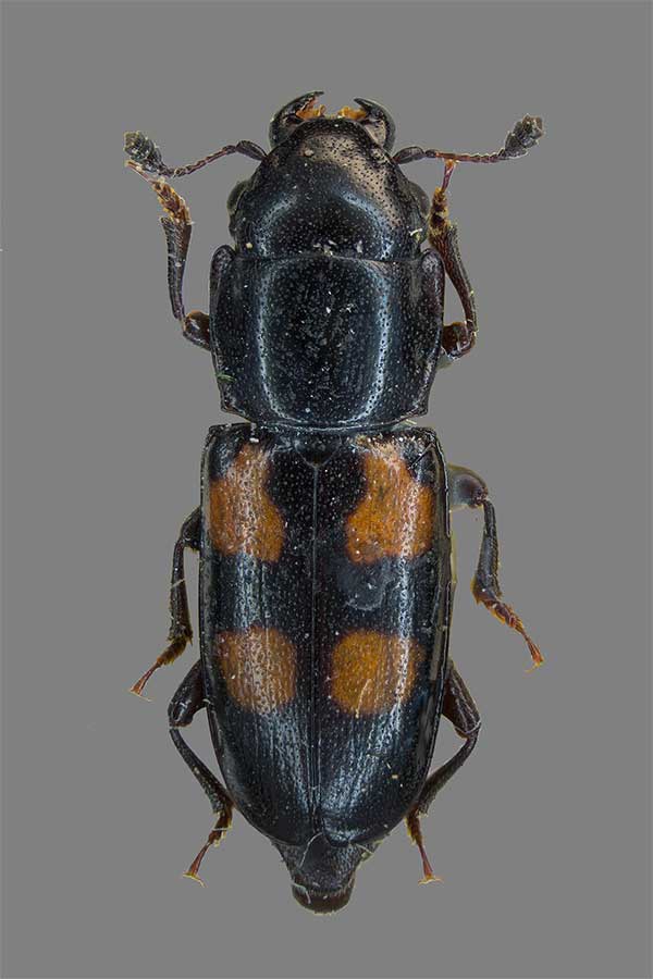 Vierfleckiger Kiefernglanzkfer Glischrochilus quadripunctatus