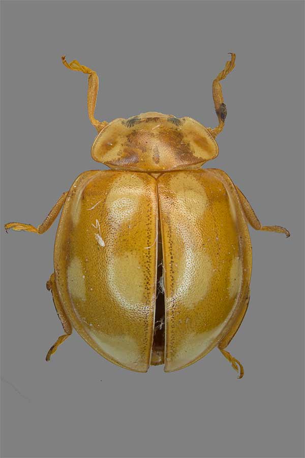 Calvia decemguttata