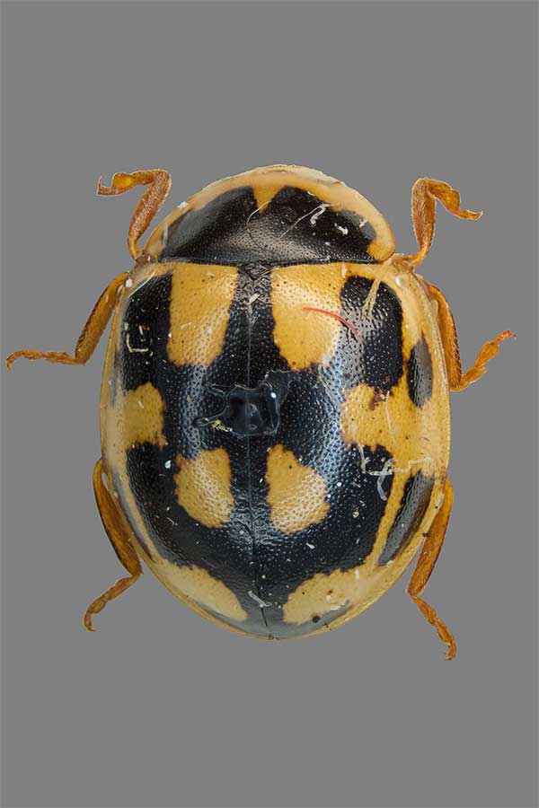Propylea quatuordecimpunctata