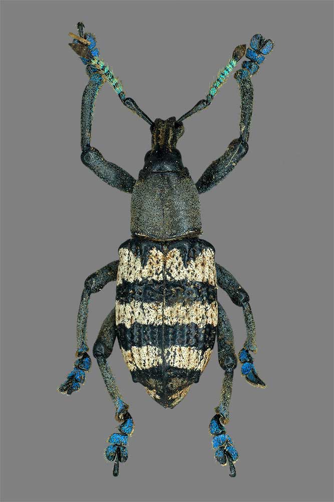 Eupholus albofasciatus