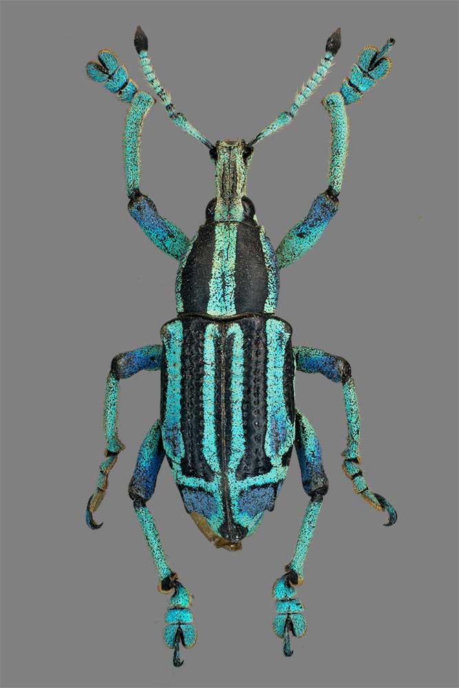 Eupholus benetti aus Neuguinea
