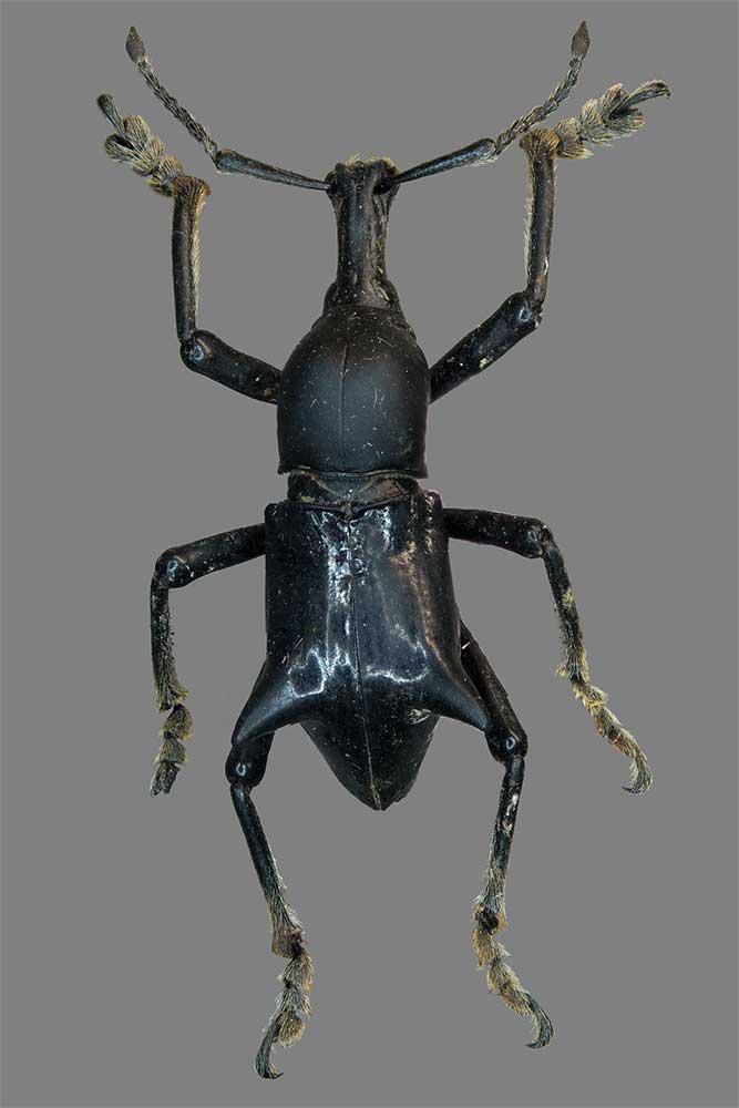 Gymnopholus weiskei