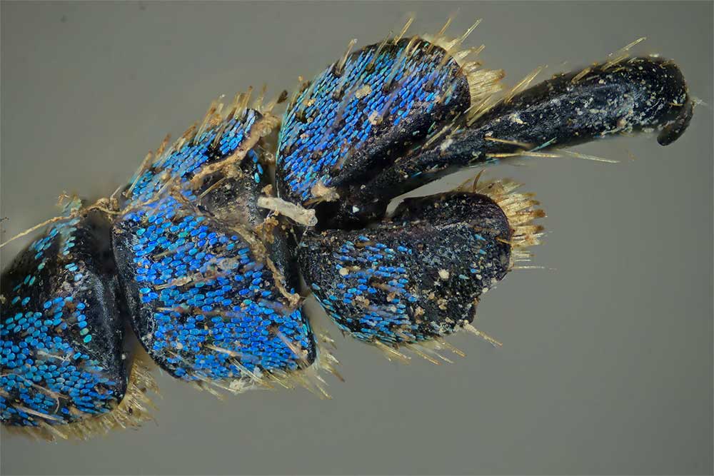 Fu� (Tarsus) des Eupholus albofasciatus