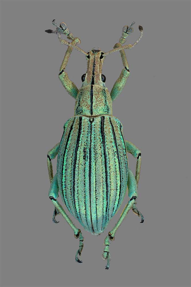 Celebia arrogans aus Sulawesi, Indonesien