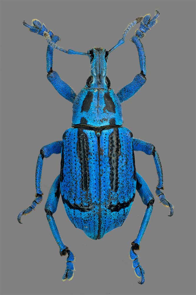 Eupholus benetti