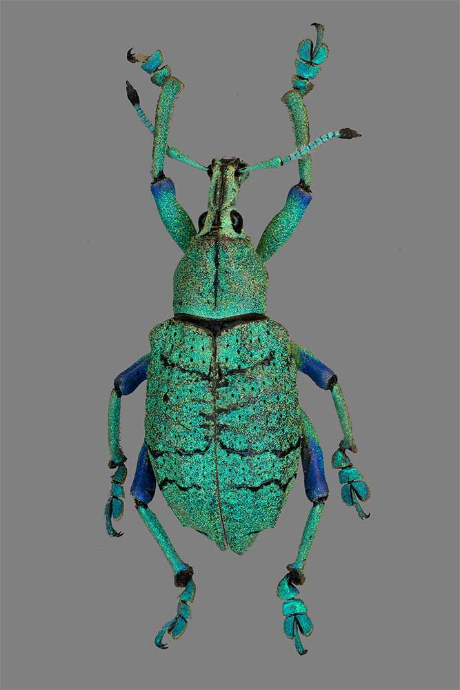 Eupholus cf schoenherri aus Neuguinea