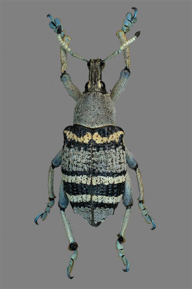 Eupholus nickerli