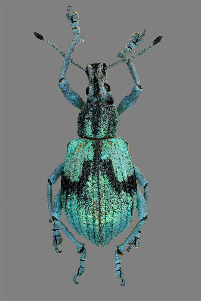 Celebia spec. von der Insel Sulawesi, Indonesien