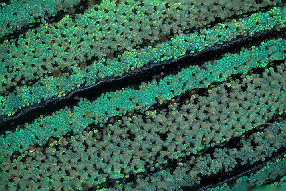 Schuppen auf den Fl�geldecken von Celebia arrogans
