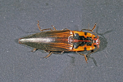 Schnellk�fer Neuguinea