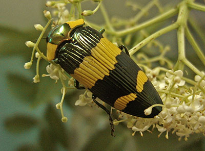 Calodema hudsoni Papua-Neuguinea