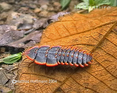 Trilobot-K�fer am Mt. Kinabalu, Sabah