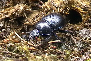 Gemeiner Mistkfer Geotrupes spec.