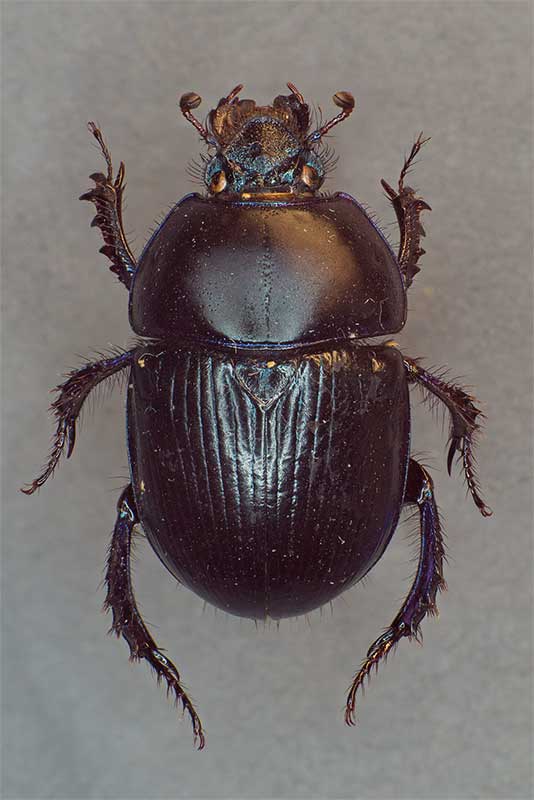 Waldmistkfer Anoplotrupes stercorosus