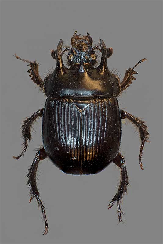 Stierkfer Typhaeus typhoeus