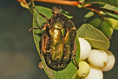 Gemeiner Rosenkfer Cetonia aurata