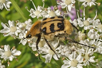 Pinselkfer Trichius spec.