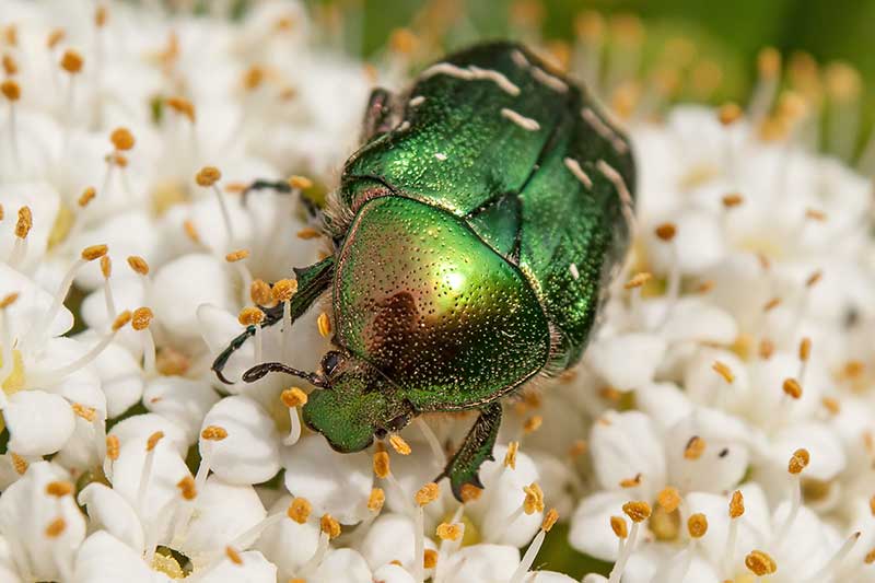 Gemeiner Rosenkfer Cetonia aurata