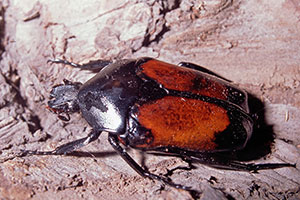 Rosenkfer Dilochrosis