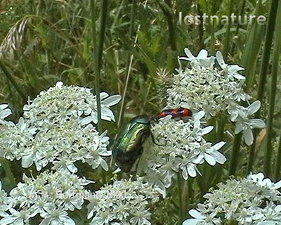 Gemeiner Rosenkfer Cetonia aurata
