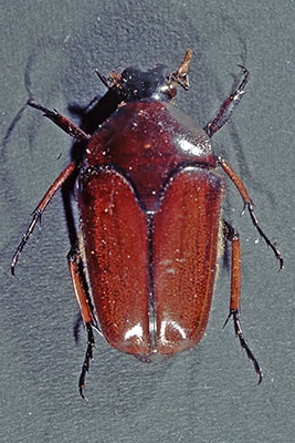 Rosenkfer Ischiopsia spec. 