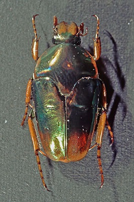 Rosenkfer Lomaptera spec.