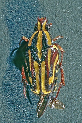 Rosenkfer Coilodera spec.