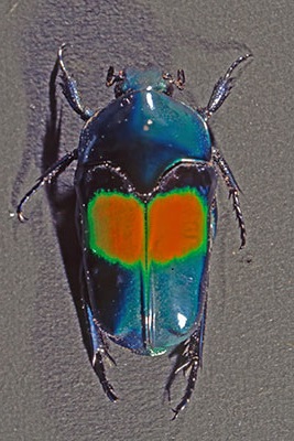 Rosenkfer Ischiopsopha jamesi