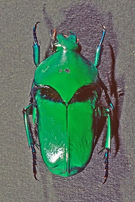 Rosenkfer Ischiopsia spec.