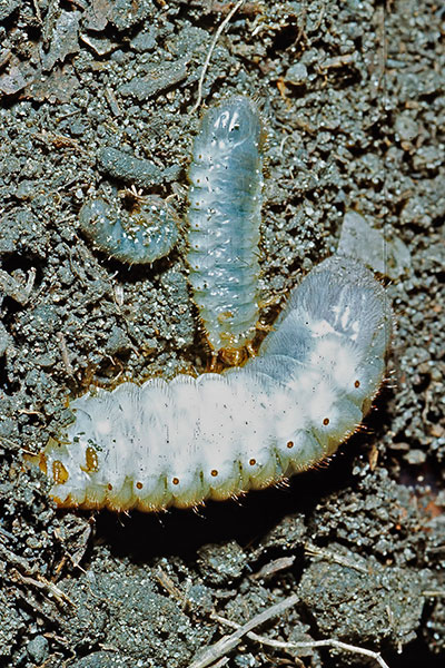 Larven des Kongo-Rosenkfers Pachnoda marginata