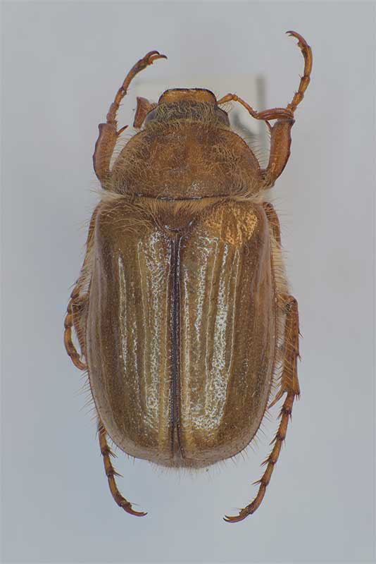 Amphimallon solstitiale