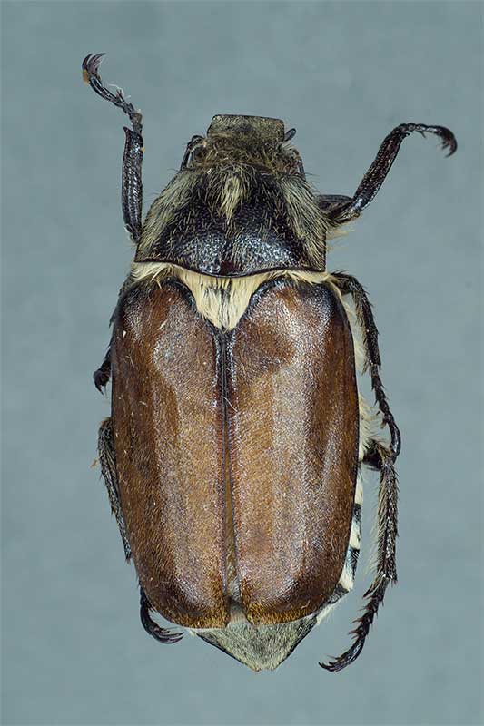 Anoxia villosa
