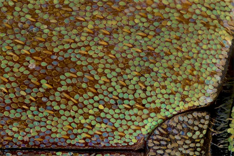 Schuppen auf der Fl�geldecke von Hoplia argentea