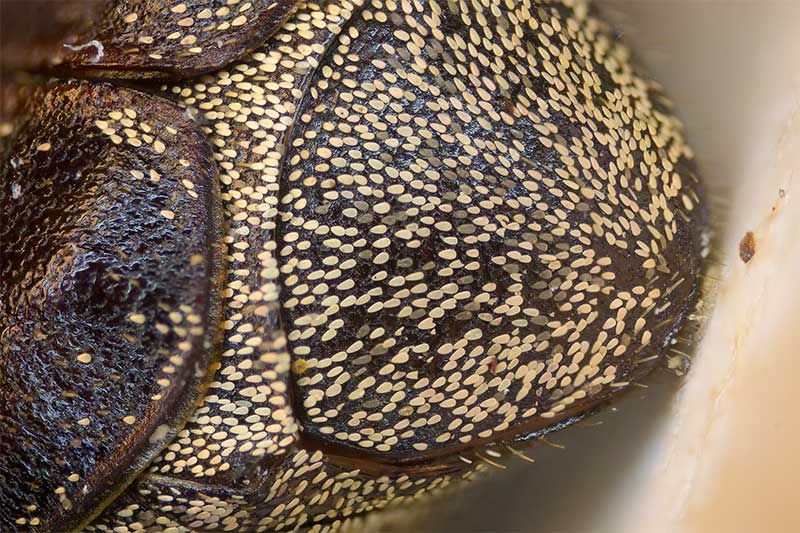 Schuppen auf dem Abdomen von Hoplia graminicola