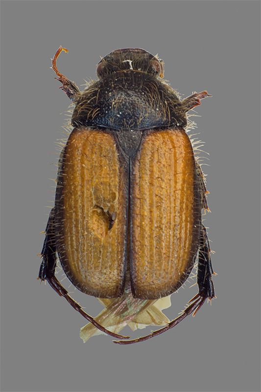 Omaloplia ruricola