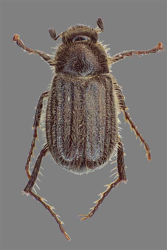 Hymenoplia rugulosa