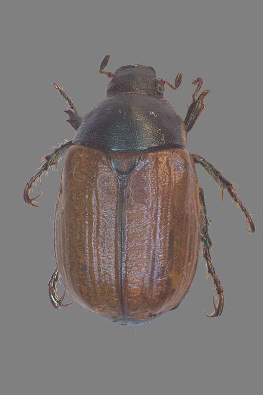 Anomala spec., Polen 