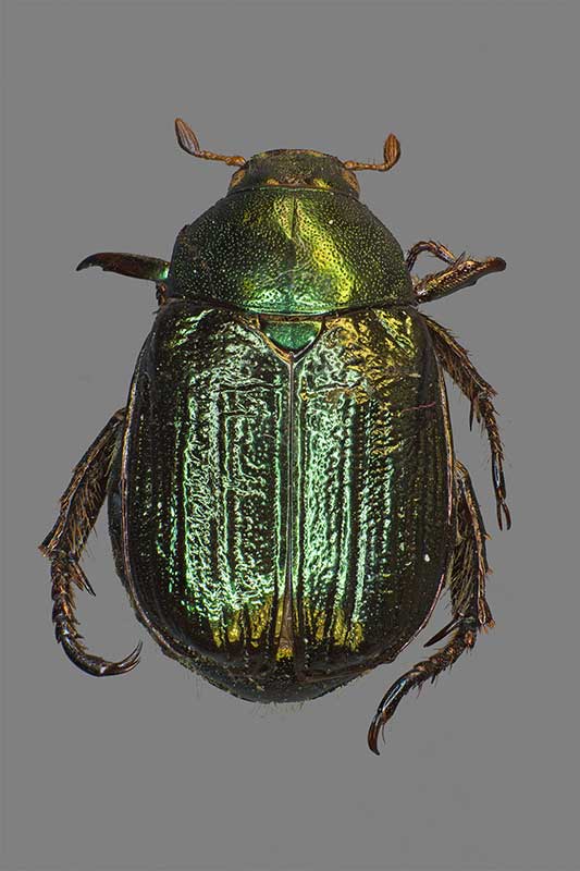 Mimela aurata