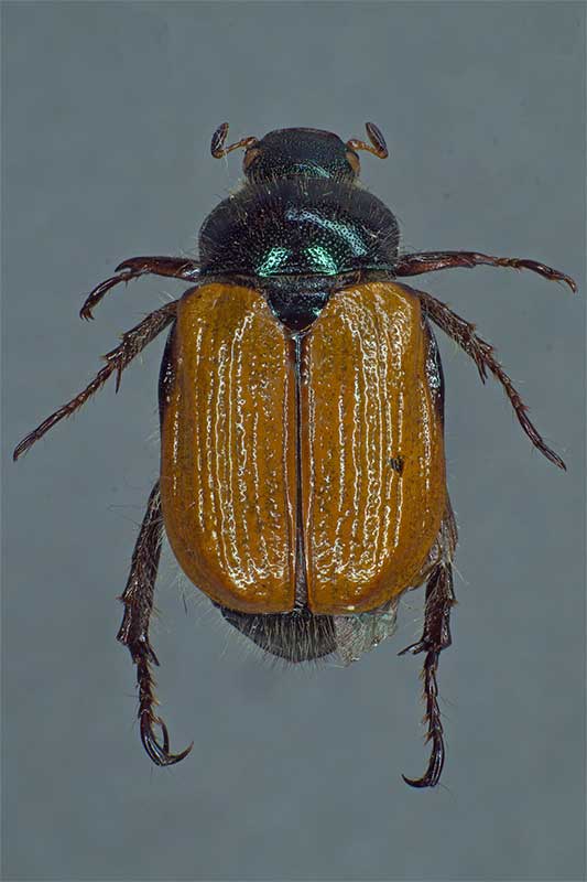 Gartenlaubkfer Phyllopertha horticola