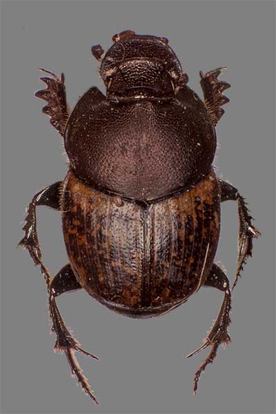 Kotfresser Ontophagus spec.
