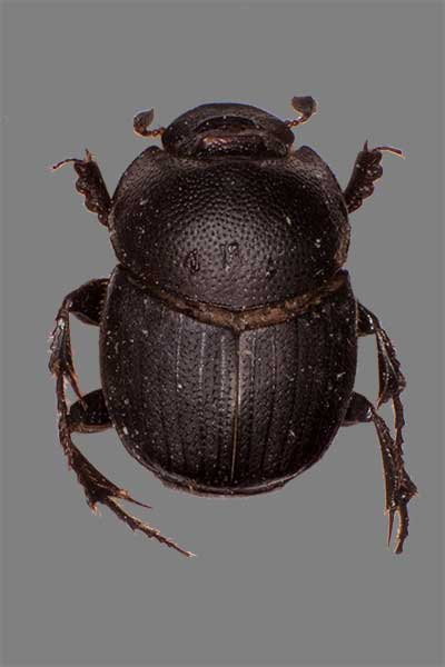 Kotfresser Ontophagus ovatus