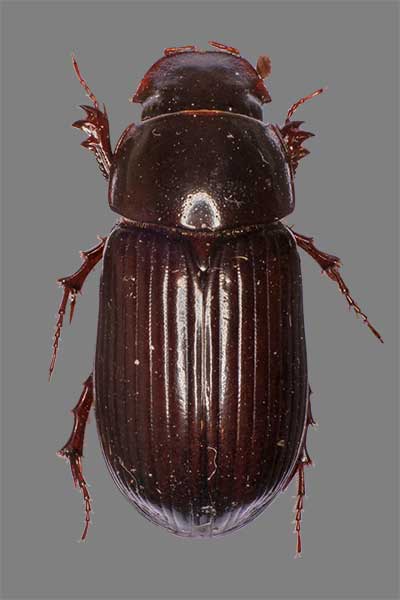 Dungkfer Aphodius rufipes