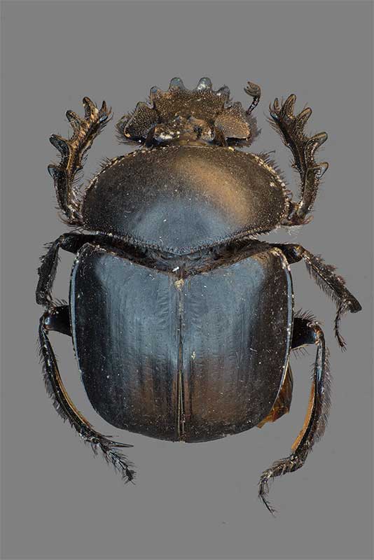 Pillendreher Scarabaeus sacer