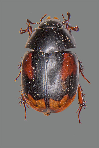 Sphaeridium scarabaeoides