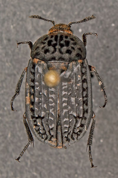 Totenfreund Thanatophilus