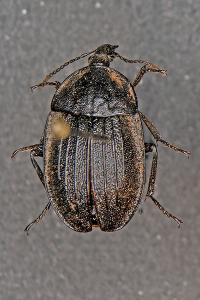 Schwarzer Schneckenj�ger